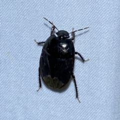 Adrisa sp. (genus) at Jerrabomberra, NSW - 18 Mar 2022