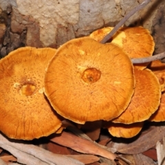 Gymnopilus junonius (Spectacular Rustgill) at ANBG - 18 Mar 2022 by TimL