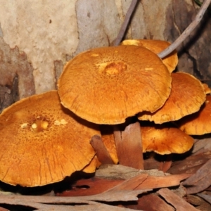 Gymnopilus junonius at Acton, ACT - 18 Mar 2022 01:22 PM