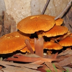 Gymnopilus junonius at Acton, ACT - 18 Mar 2022 01:22 PM