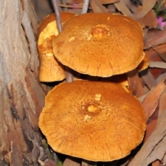 Gymnopilus junonius at Acton, ACT - 18 Mar 2022 01:22 PM