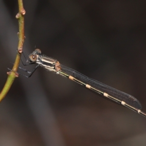 Austrolestes leda at Acton, ACT - 18 Mar 2022