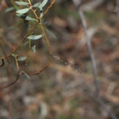 Austrolestes leda at Acton, ACT - 18 Mar 2022