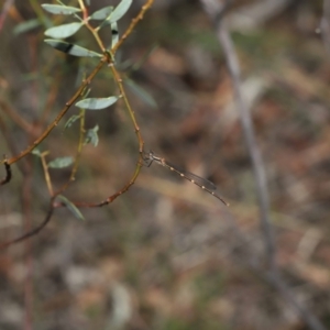 Austrolestes leda at Acton, ACT - 18 Mar 2022