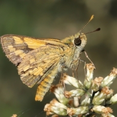 Ocybadistes walkeri (Green Grass-dart) at Acton, ACT - 18 Mar 2022 by TimL