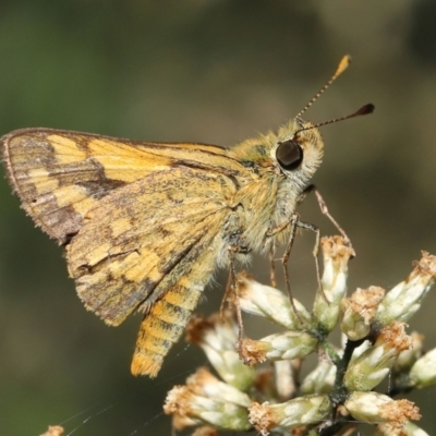 Ocybadistes walkeri (Green Grass-dart) at ANBG - 18 Mar 2022 by TimL