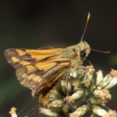 Ocybadistes walkeri at Acton, ACT - 18 Mar 2022 12:19 PM