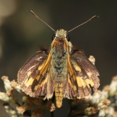 Ocybadistes walkeri at Acton, ACT - 18 Mar 2022