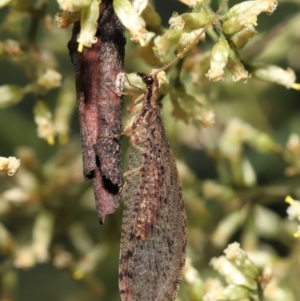 Oedosmylus tasmaniensis at Acton, ACT - 18 Mar 2022