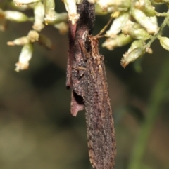 Oedosmylus tasmaniensis at Acton, ACT - 18 Mar 2022