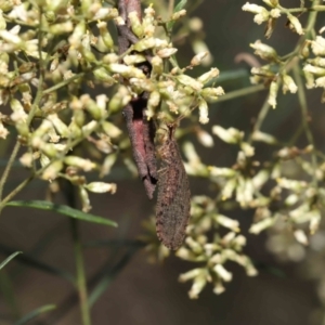 Oedosmylus tasmaniensis at Acton, ACT - 18 Mar 2022