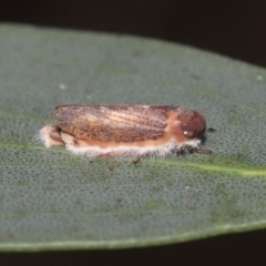 Entomophthoraceae (family) (An entomopathogenic (insect killing) fungus) at Namadgi National Park - 17 Mar 2022 by TimL