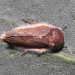 Entomophthoraceae (family) at Mount Clear, ACT - 17 Mar 2022