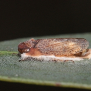 Entomophthoraceae (family) at Mount Clear, ACT - 17 Mar 2022