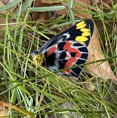 Delias harpalyce (Imperial Jezebel) at Carwoola, NSW - 13 Feb 2022 by Geebees