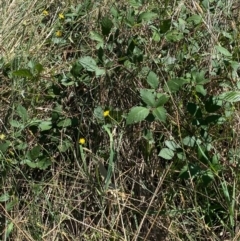 Rubus anglocandicans (Blackberry) at Hughes Grassy Woodland - 14 Mar 2022 by KL