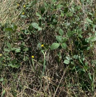 Rubus anglocandicans (Blackberry) at Red Hill to Yarralumla Creek - 14 Mar 2022 by KL