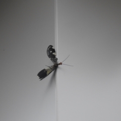 Porismus strigatus (Pied Lacewing) at QPRC LGA - 2 Mar 2022 by Liam.m
