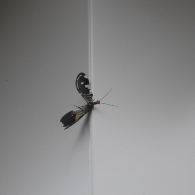 Porismus strigatus (Pied Lacewing) at QPRC LGA - 2 Mar 2022 by Liam.m