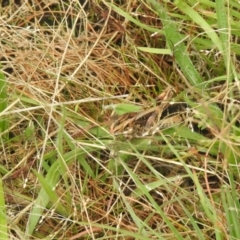 Gastrimargus musicus (Yellow-winged Locust or Grasshopper) at QPRC LGA - 5 Mar 2022 by Liam.m