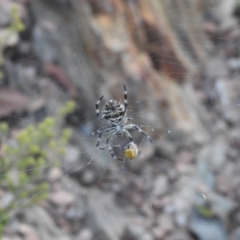 Backobourkia sp. (genus) (An orb weaver) at Carwoola, NSW - 27 Feb 2022 by Liam.m