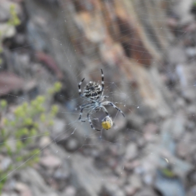 Backobourkia sp. (genus) (An orb weaver) at Carwoola, NSW - 27 Feb 2022 by Liam.m