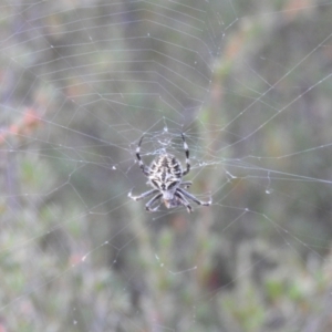 Backobourkia sp. (genus) at Carwoola, NSW - 27 Feb 2022