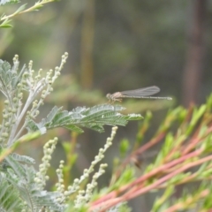 Xanthagrion erythroneurum (Red & Blue Damsel) at Carwoola, NSW - 5 Mar 2022 by Liam.m