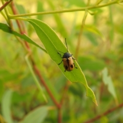 Cadmus (Cadmus) litigiosus (Leaf beetle) at QPRC LGA - 10 Mar 2022 by Liam.m
