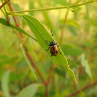 Cadmus (Cadmus) litigiosus (Leaf beetle) at QPRC LGA - 10 Mar 2022 by Liam.m
