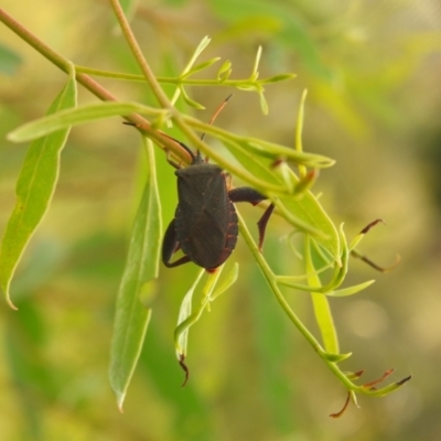 Amorbus sp. (genus) (Eucalyptus Tip bug) at QPRC LGA - 10 Mar 2022 by Liam.m