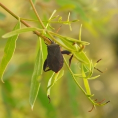Amorbus sp. (genus) (Eucalyptus Tip bug) at Carwoola, NSW - 10 Mar 2022 by Liam.m