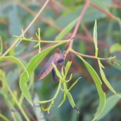 Amorbus sp. (genus) at Carwoola, NSW - 10 Mar 2022