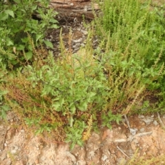 Solanum nigrum (Black Nightshade) at Carwoola, NSW - 11 Mar 2022 by Liam.m