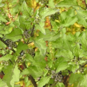 Solanum nigrum at Carwoola, NSW - suppressed