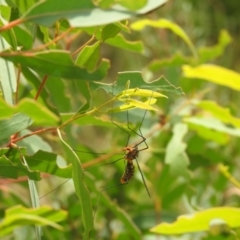 Leptotarsus (Leptotarsus) clavatus (A crane fly) at QPRC LGA - 11 Mar 2022 by Liam.m