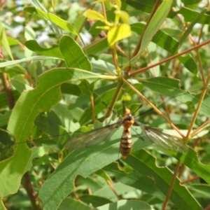 Leptotarsus (Leptotarsus) clavatus at Carwoola, NSW - suppressed