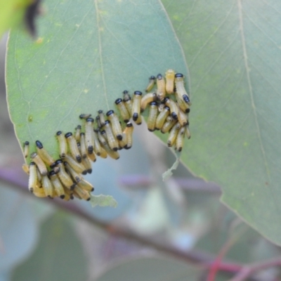 Paropsis sp. (genus) (A leaf beetle) at QPRC LGA - 13 Mar 2022 by Liam.m