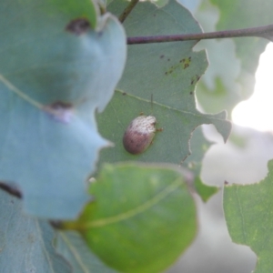 Paropsis atomaria at Carwoola, NSW - suppressed