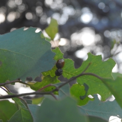 Chrysomelidae sp. (family) (Unidentified Leaf Beetle) at QPRC LGA - 13 Mar 2022 by Liam.m