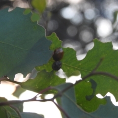 Chrysomelidae sp. (family) at Carwoola, NSW - suppressed