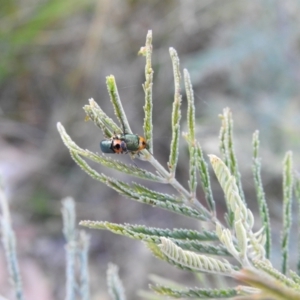 Aporocera (Aporocera) consors at Carwoola, NSW - 13 Mar 2022