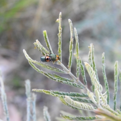 Aporocera (Aporocera) consors (A leaf beetle) at Carwoola, NSW - 13 Mar 2022 by Liam.m