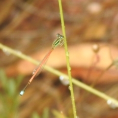 Ischnura aurora (Aurora Bluetail) at QPRC LGA - 26 Feb 2022 by Liam.m