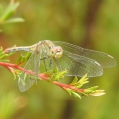 Diplacodes bipunctata (Wandering Percher) at Carwoola, NSW - 26 Feb 2022 by Liam.m