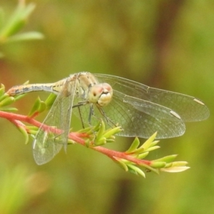 Diplacodes bipunctata at Carwoola, NSW - 26 Feb 2022