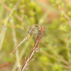 Diplacodes bipunctata at Carwoola, NSW - 26 Feb 2022