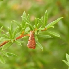 Glyphidoptera insignana (a tufted Tortrix moth) at QPRC LGA - 26 Feb 2022 by Liam.m