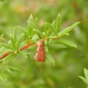 Glyphidoptera insignana at Carwoola, NSW - suppressed