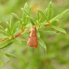 Glyphidoptera insignana at Carwoola, NSW - suppressed